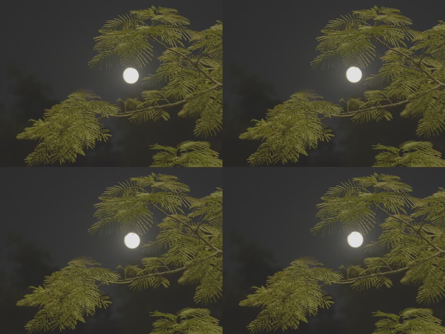 月光下的树影01