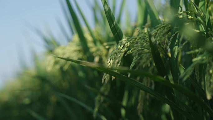 农田 水稻 丰收 秋收 颗粒