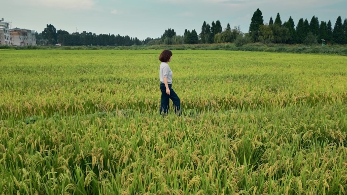 乡村振兴粮食安全水稻田地美女