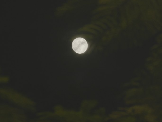 月光下的树影02