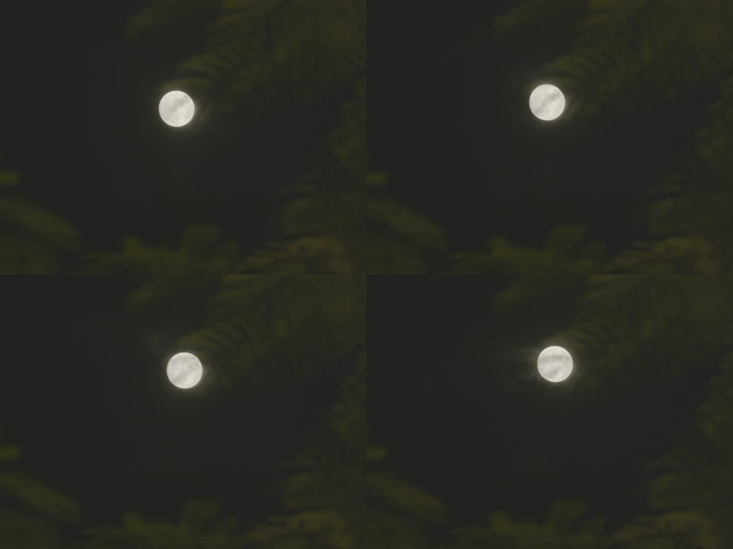 月光下的树影02