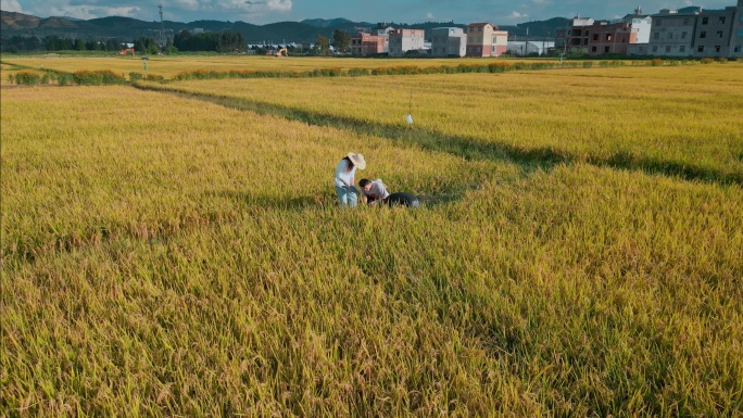 乡村振兴粮食安全返乡大学生向专家学习稻谷