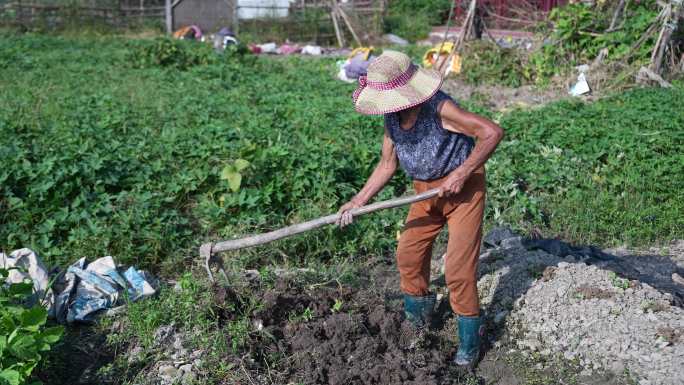 4K农村老妇在田间挖地拔草