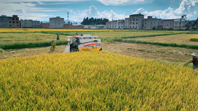乡村振兴丰收季节机械化收割稻田