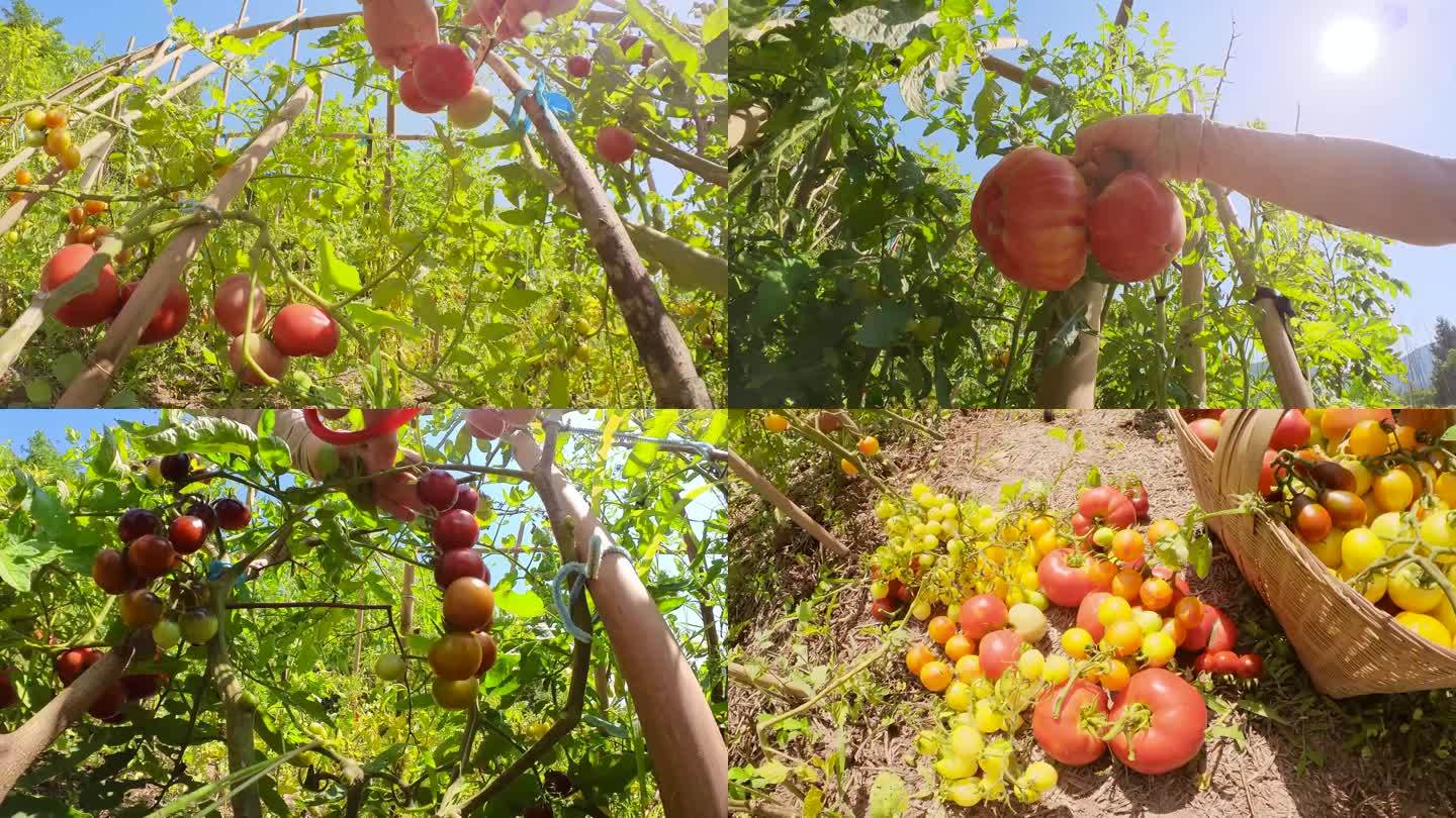 沉浸式摘番茄，田园生活大丰收