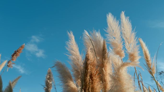 秋季湿地公园夕阳蒲苇芦苇草逆光美景