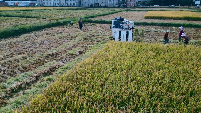 乡村振兴丰收季节机械化收割稻田近景