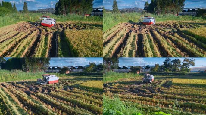 乡村振兴大米稻田机械化收割