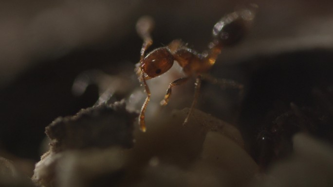 蚂蚁微观生态纪录片昆虫工蚁红火蚁特写蚁巢