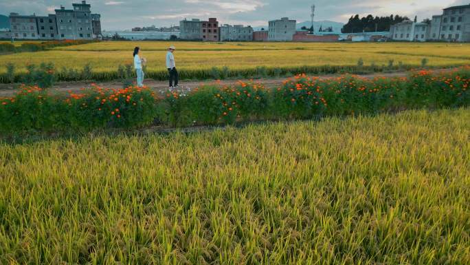 乡村振兴丰收季节金色稻田黄昏年轻大学生