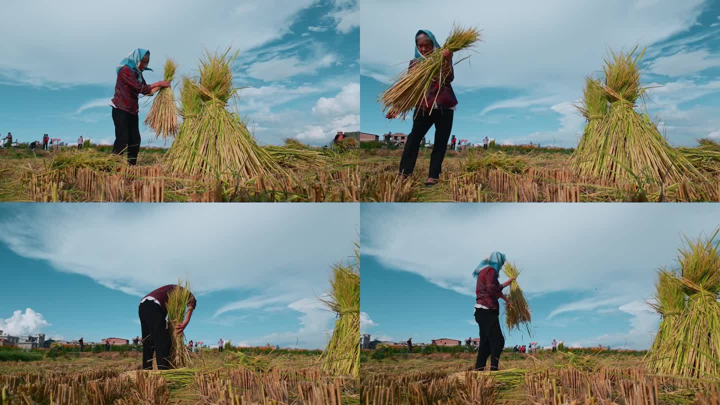 乡村振兴丰收季节村民捡拾谷穗收集稻谷
