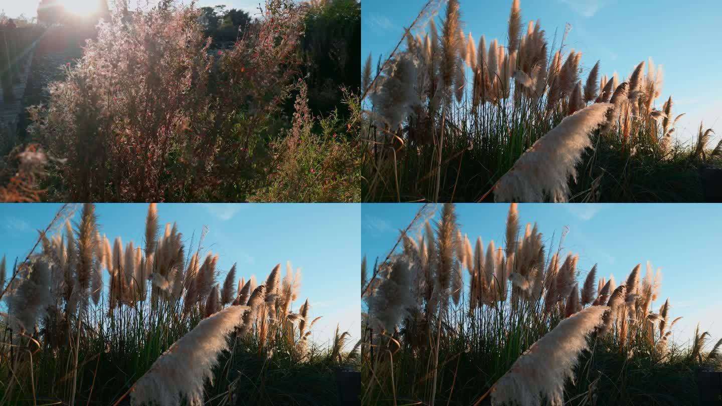 秋季湿地公园夕阳蒲苇芦苇草逆光