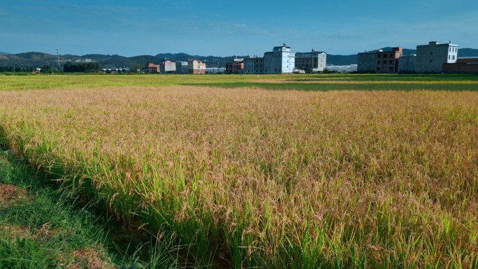 乡村振兴粮食安全丰收水稻田背景