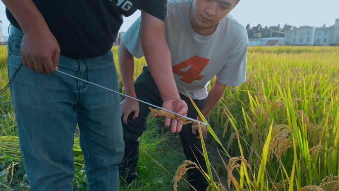 乡村振兴粮食安全返乡大学生稻谷测量计算