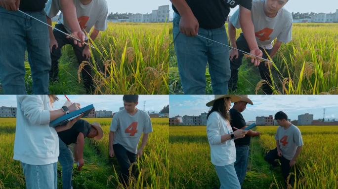 乡村振兴粮食安全返乡大学生稻谷测量计算