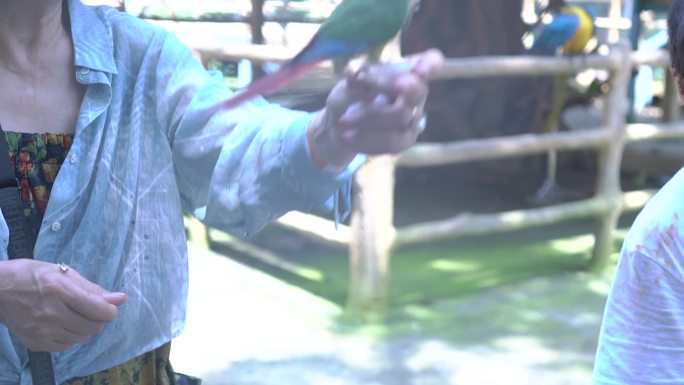 动物园里小朋友与鹦鹉开心的互动2
