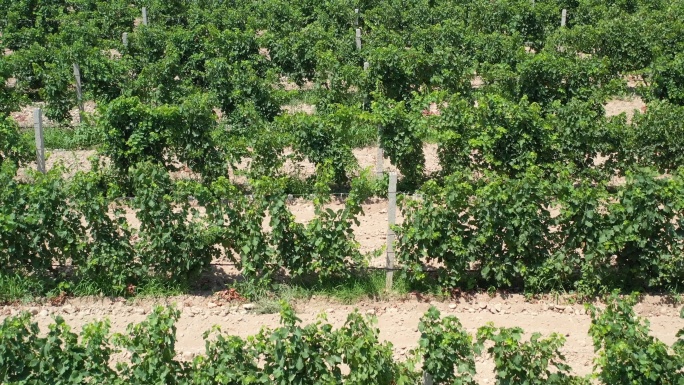 4K原素材-航拍全国最大的酿酒葡萄产区