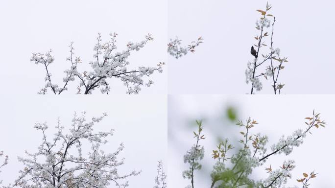 鸟语花香花枝上的鸟