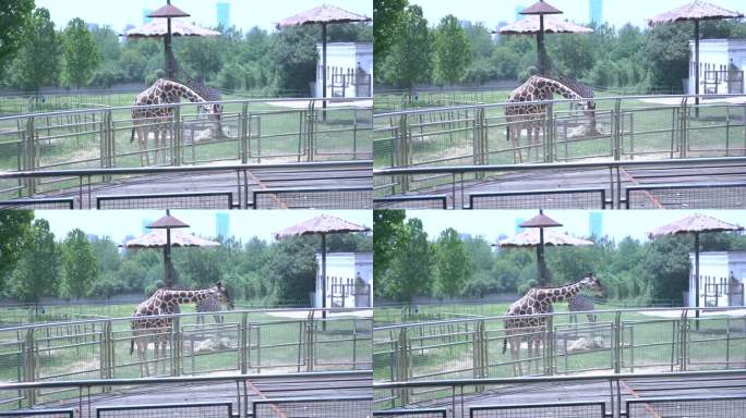 动物园里孤独的长颈鹿