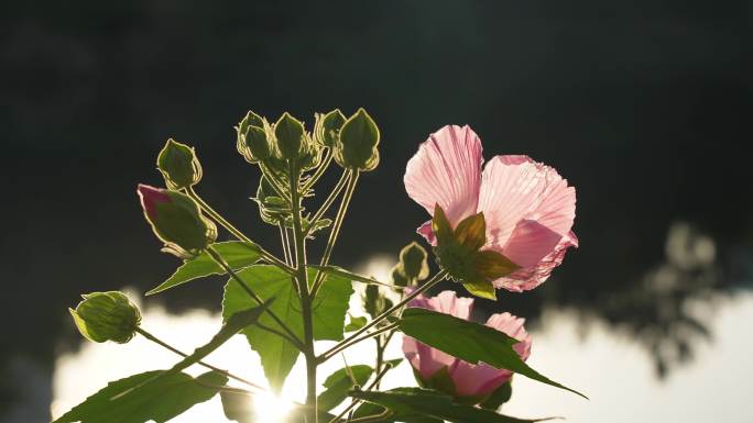 木芙蓉花