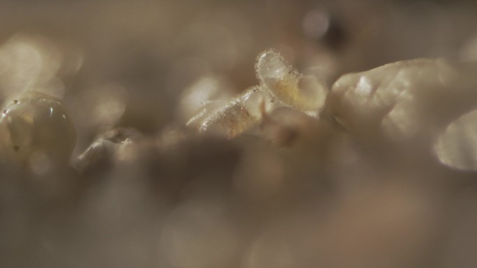 蚂蚁卵微观生态纪录昆虫虫卵红火蚁特写护卵