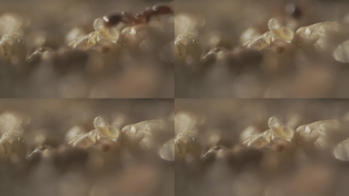 蚂蚁卵微观生态纪录昆虫虫卵红火蚁特写护卵