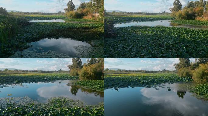 秋季美丽池塘长满水葫芦