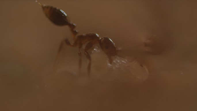 蚂蚁微观生态纪录片昆虫虫卵红火蚁特写护卵