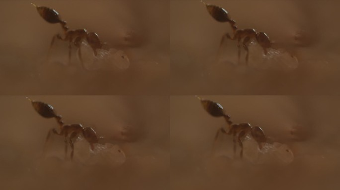 蚂蚁微观生态纪录片昆虫虫卵红火蚁特写护卵