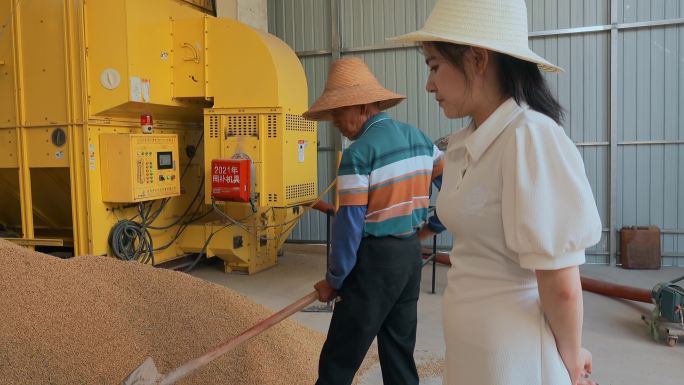 乡村振兴稻米加工厂大学生介绍稻米烘干设备
