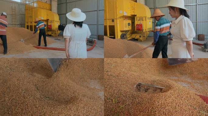 乡村振兴稻米加工厂大学生介绍稻米烘干设备