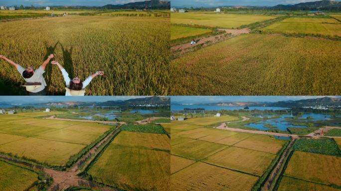 乡村振兴粮食安全丰收季节金色稻田