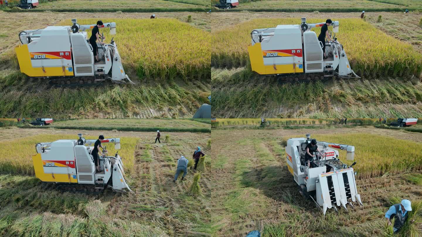 乡村振兴丰收季节美女机械化收割稻田