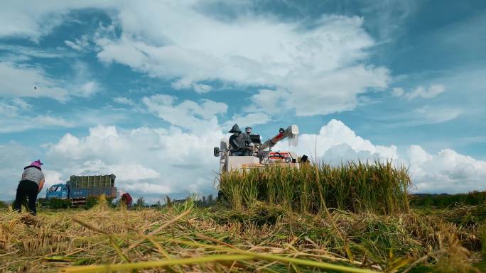 乡村振兴丰收季节机械化设备收集稻谷