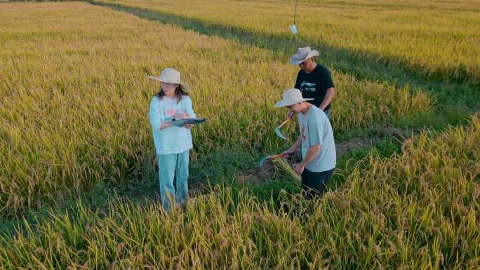 乡村振兴粮食安全返乡大学生学习收割稻谷