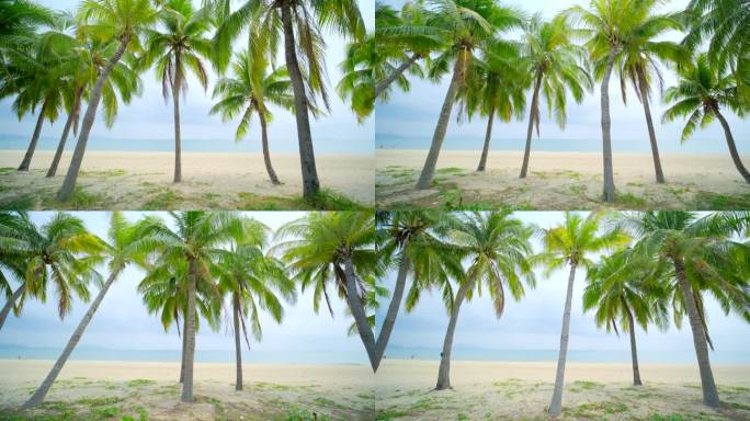 阴天海边 沙滩 椰树 海滨公园 海南三亚