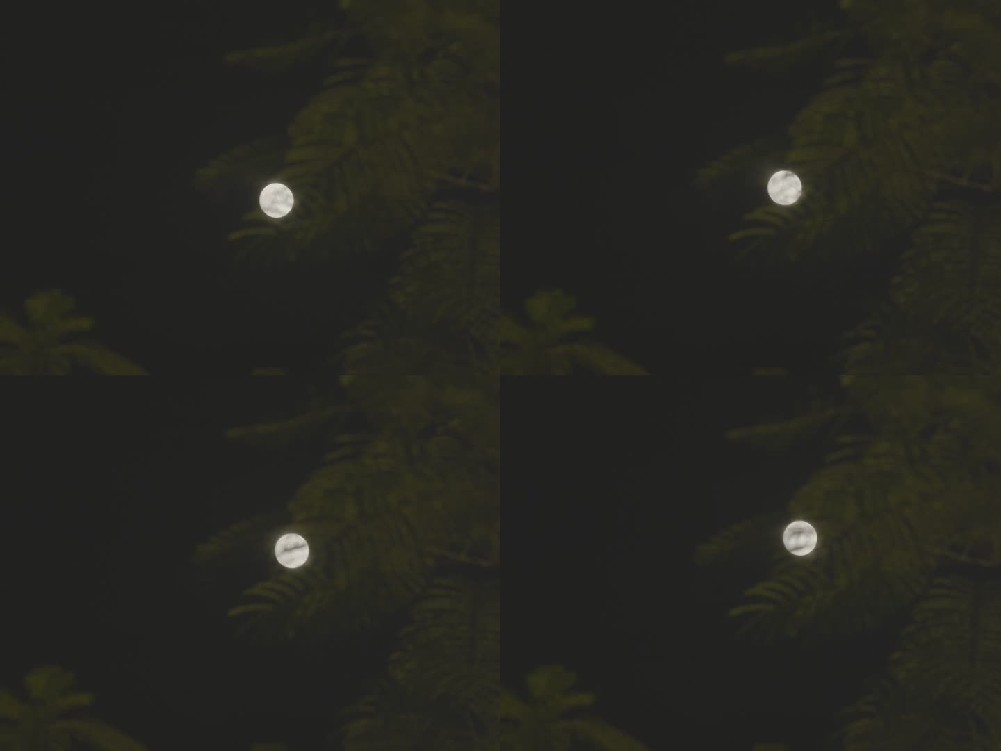 月光下的树影03