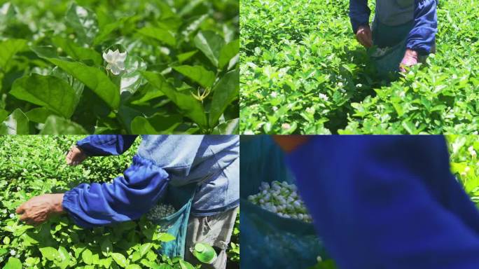 横州花农采摘茉莉花