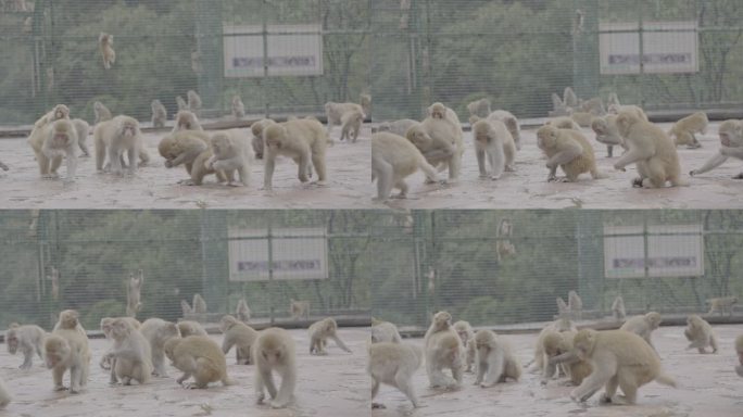 山西阳城蟒河景区猴子灰片