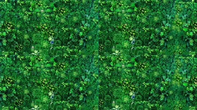 超宽高分辨率绿植绿墙