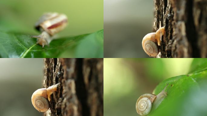 蜗牛 爬行 励志 美好生活