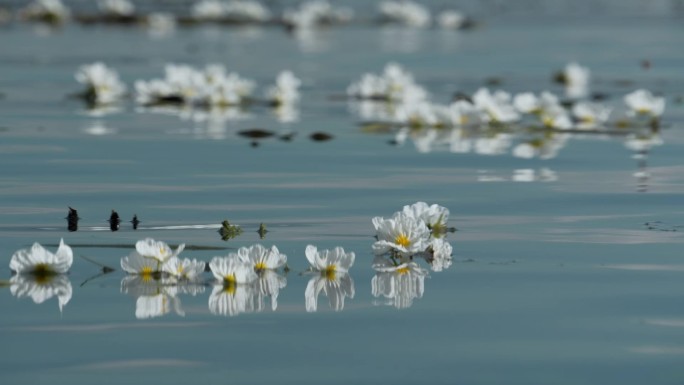 大理洱海海菜花03739224