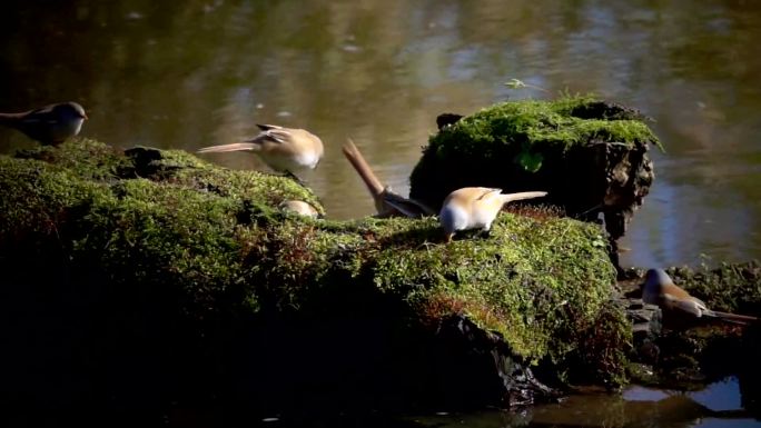 文须雀鸟在湿地土丘上嬉戏觅食