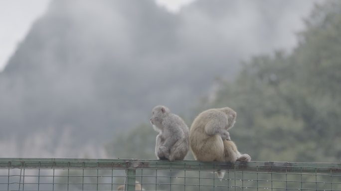 山西阳城蟒河景区猴子灰片