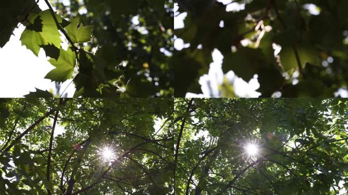 4k  阳光与树叶
