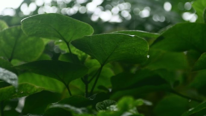 雨季 植物 下雨 夏雨