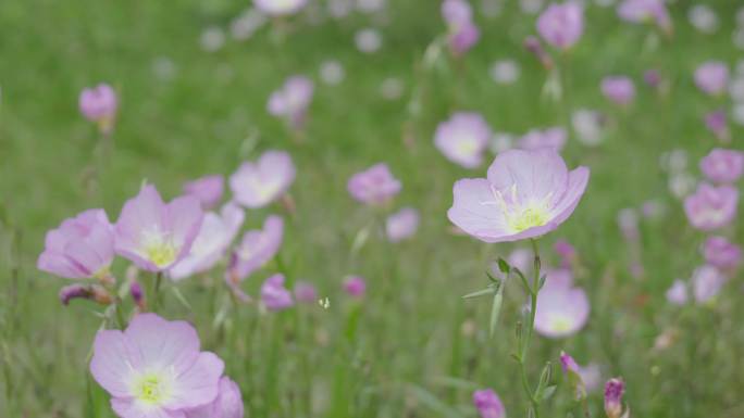 各种野花04