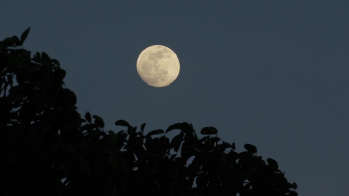 树梢上的月亮02356805