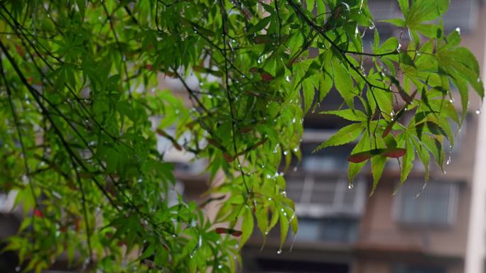 夏天夏季植物树叶上面的雨滴下雨