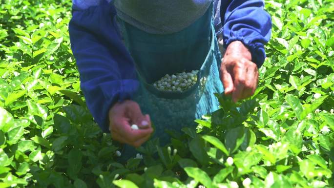 横州花农采摘茉莉花